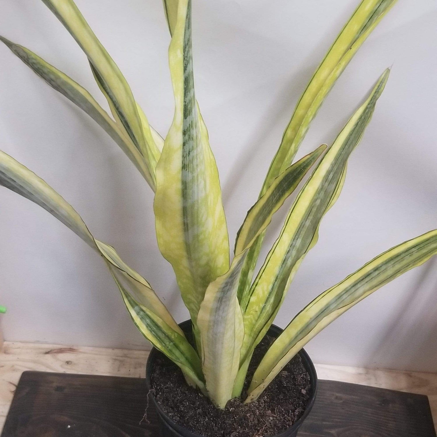 Snake Plant 'Yellowstone' - Urban Sprouts