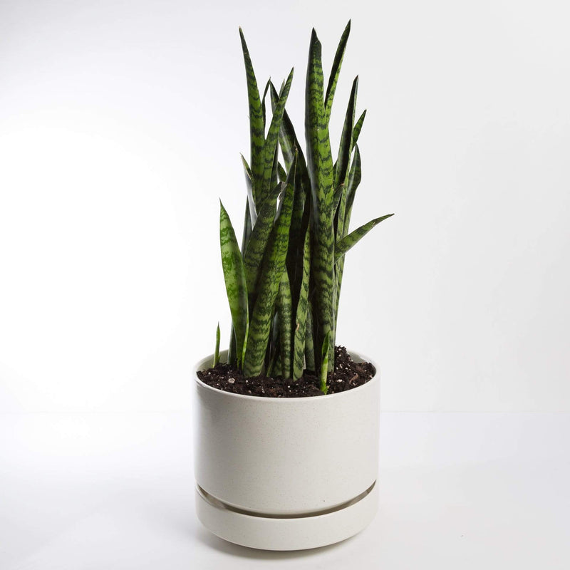 Urban Sprouts Plant Snake Plant 'Zeylanica'