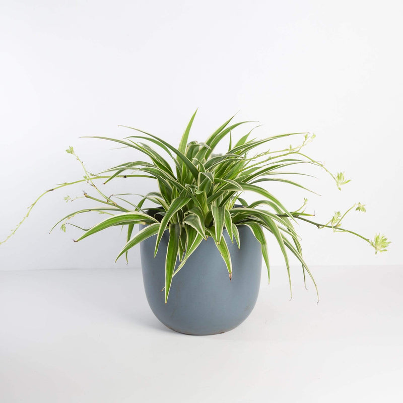 Urban Sprouts Plant Spider Plant 'Reverse Variegated'