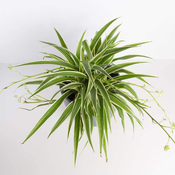 Urban Sprouts Plant Spider Plant 'Reverse Variegated'