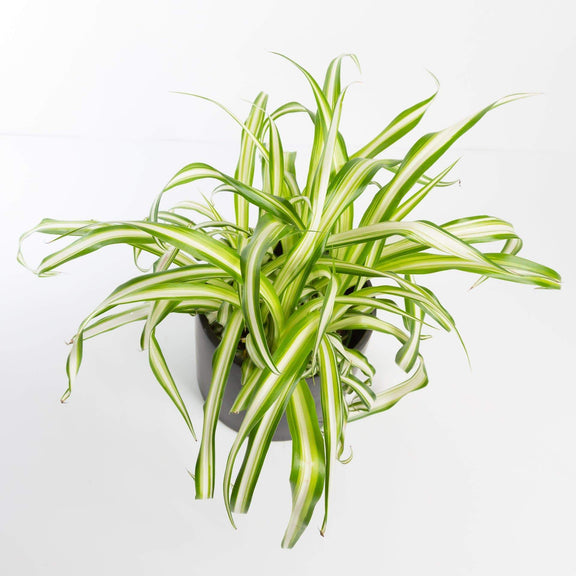 Urban Sprouts Plant Spider Plant 'Variegated'