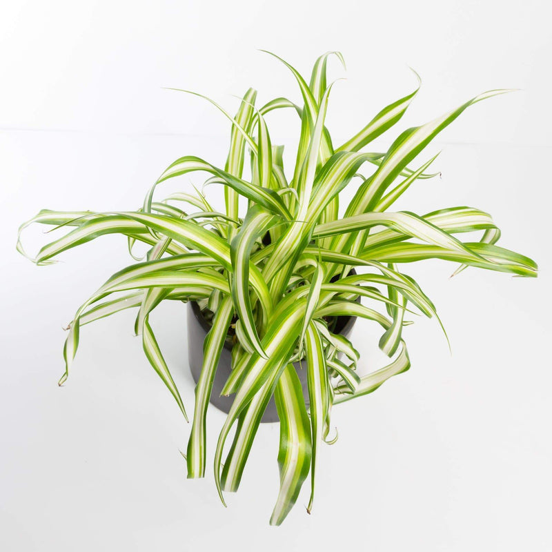 Urban Sprouts Plant Spider Plant 'Variegated'