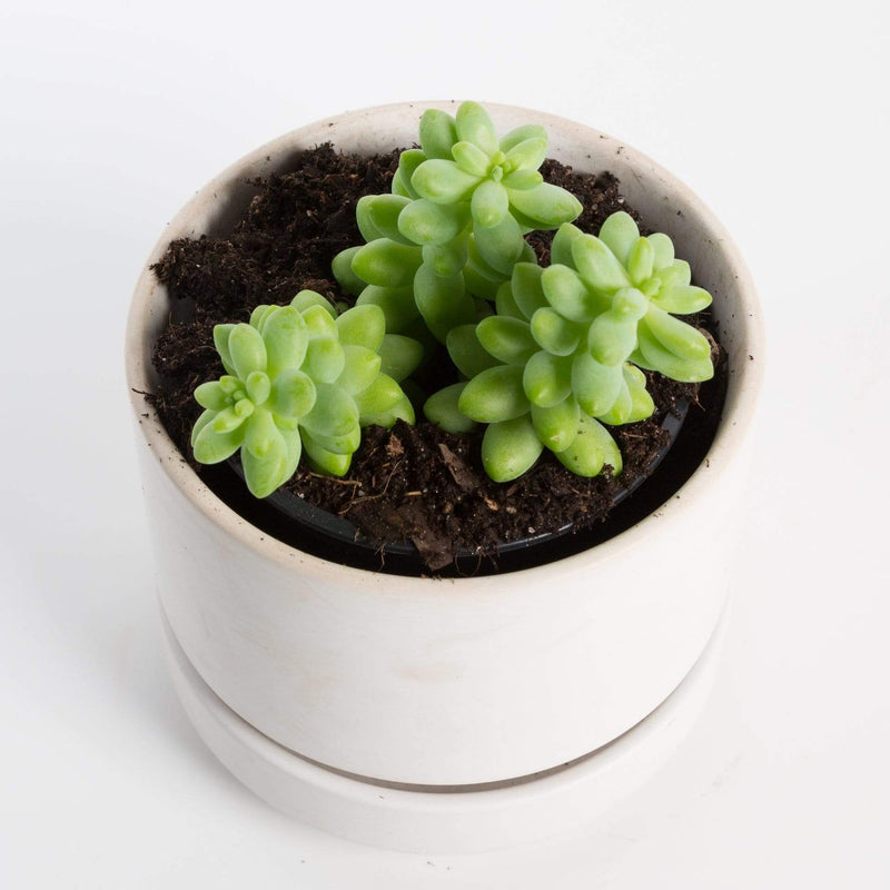 Urban Sprouts Plant Succulent 'Baby Burros Tail'