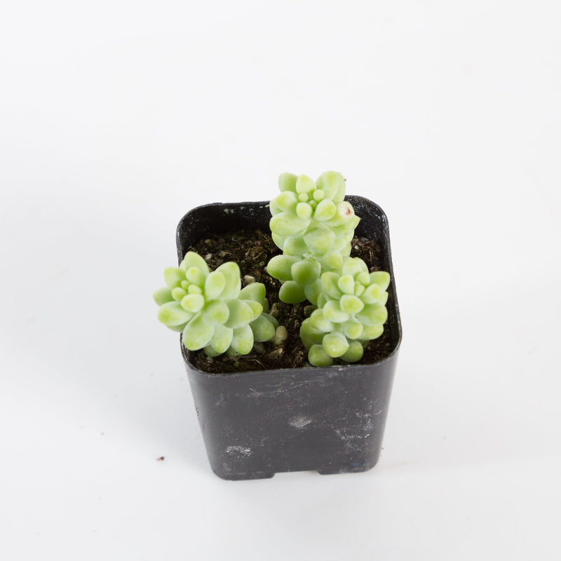 Urban Sprouts Plant Succulent 'Baby Burros Tail'