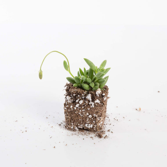Urban Sprouts Plant Succulent 'String Of Bananas'