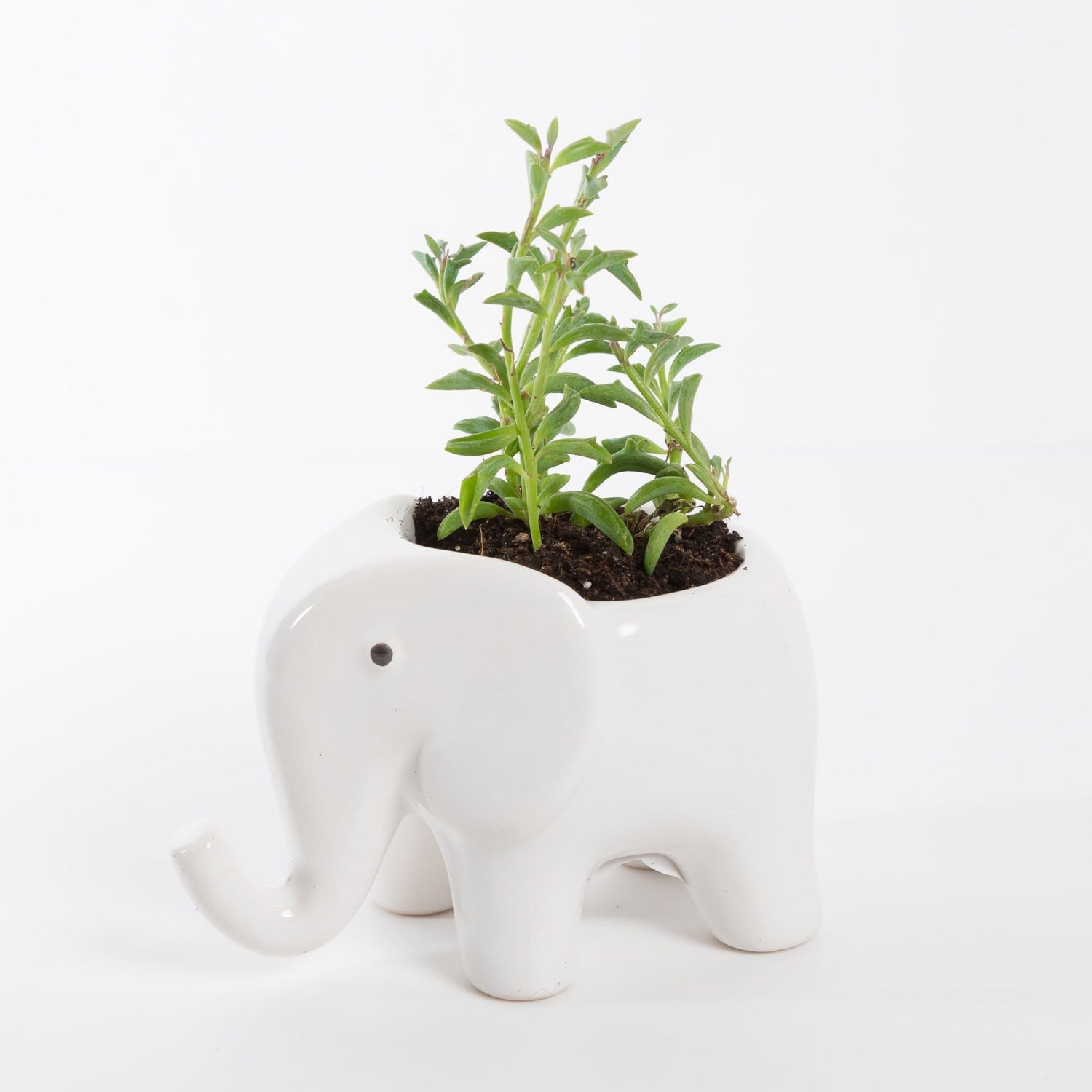 Urban Sprouts Plant Succulent 'String of Dolphins'