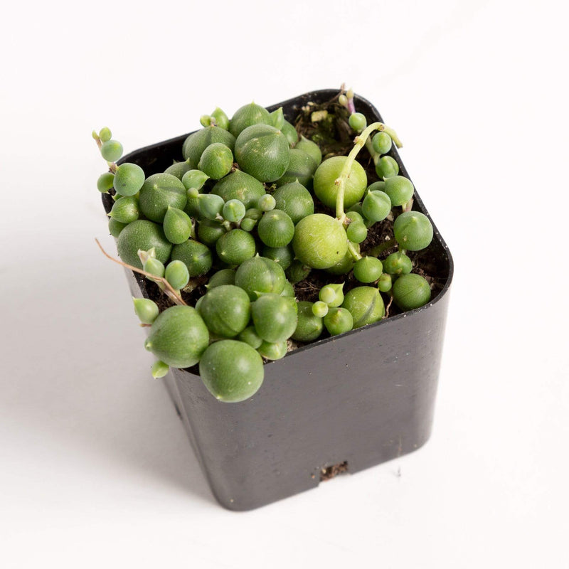 Urban Sprouts Plant Succulent 'String Of Pearls'