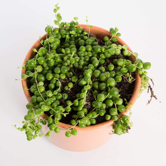 Urban Sprouts Plant Succulent 'String Of Pearls'