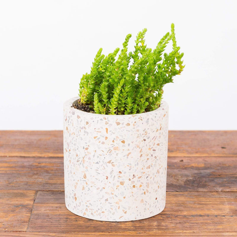 Urban Sprouts Plant Succulent 'Watch Chain'