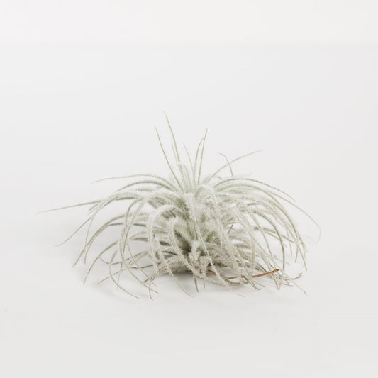 Tillandsia Tectorum Ecuador - Urban Sprouts