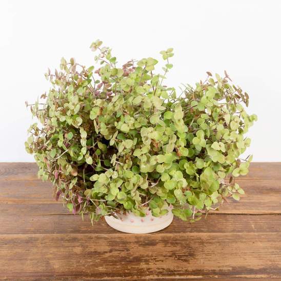 Urban Sprouts Plant Turtle Vine 'Creeping Inch Plant - Pink Lady'