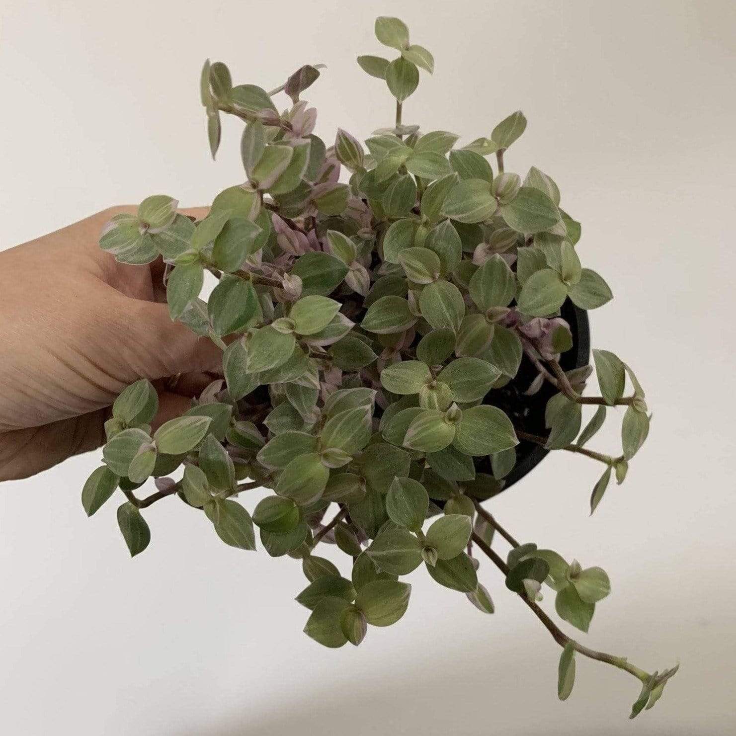 Urban Sprouts Plant Turtle Vine 'Creeping Inch Plant - Pink Panther'