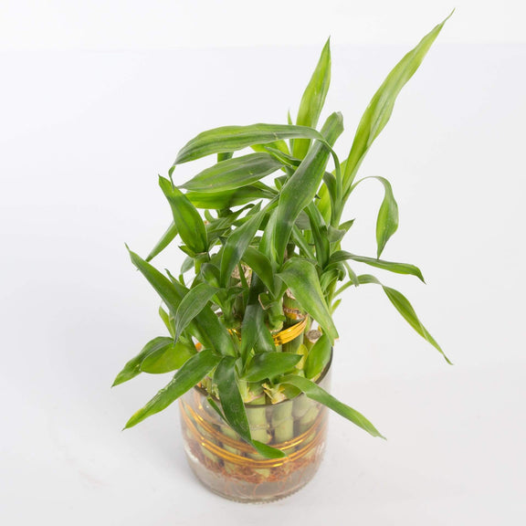 Urban Sprouts Plant Two-Tier Lucky Bamboo Two-Tier Arrangement