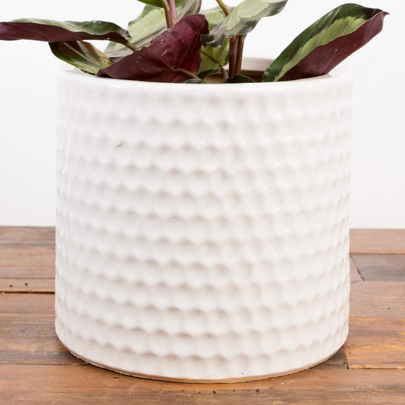 Dimple Cylinder Planter - Urban Sprouts