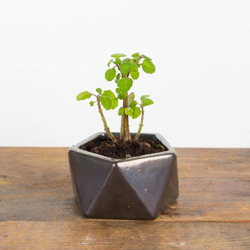 Bonsai 'Mint' - Urban Sprouts