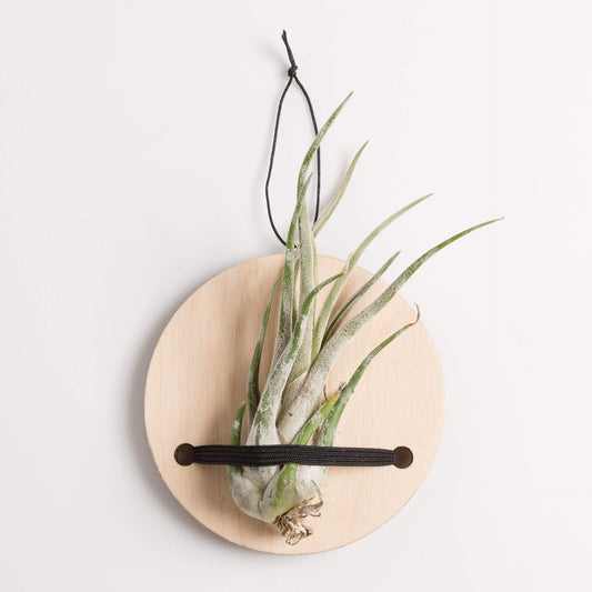 Urban Sprouts Pot Seatbelt Plaque Air Plant Holder