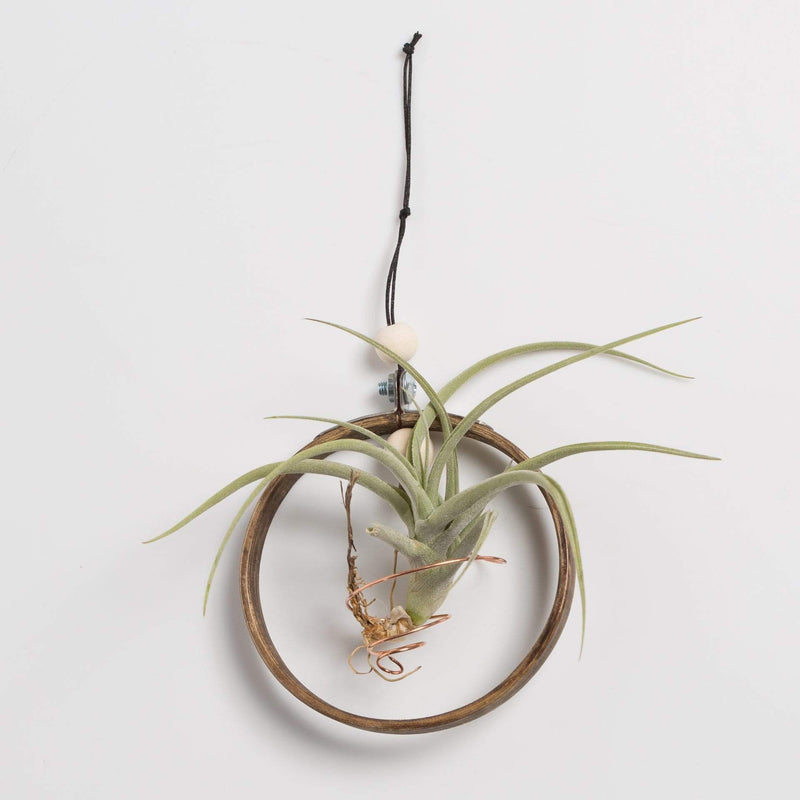 Urban Sprouts Production Pot Hoop Air Plant Hanger