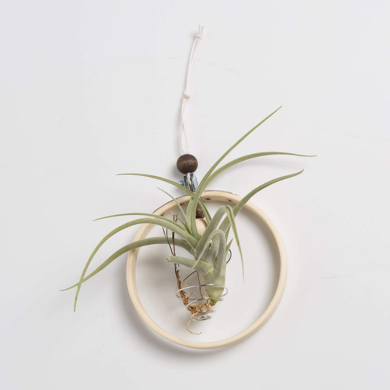 Urban Sprouts Production Pot Hoop Air Plant Hanger