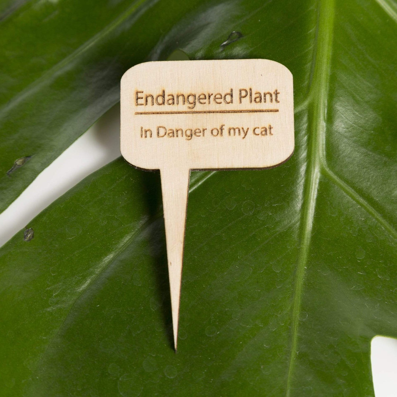 Urban Sprouts Production Prop Endangered plant in danger of my cat Mini Wood Sign