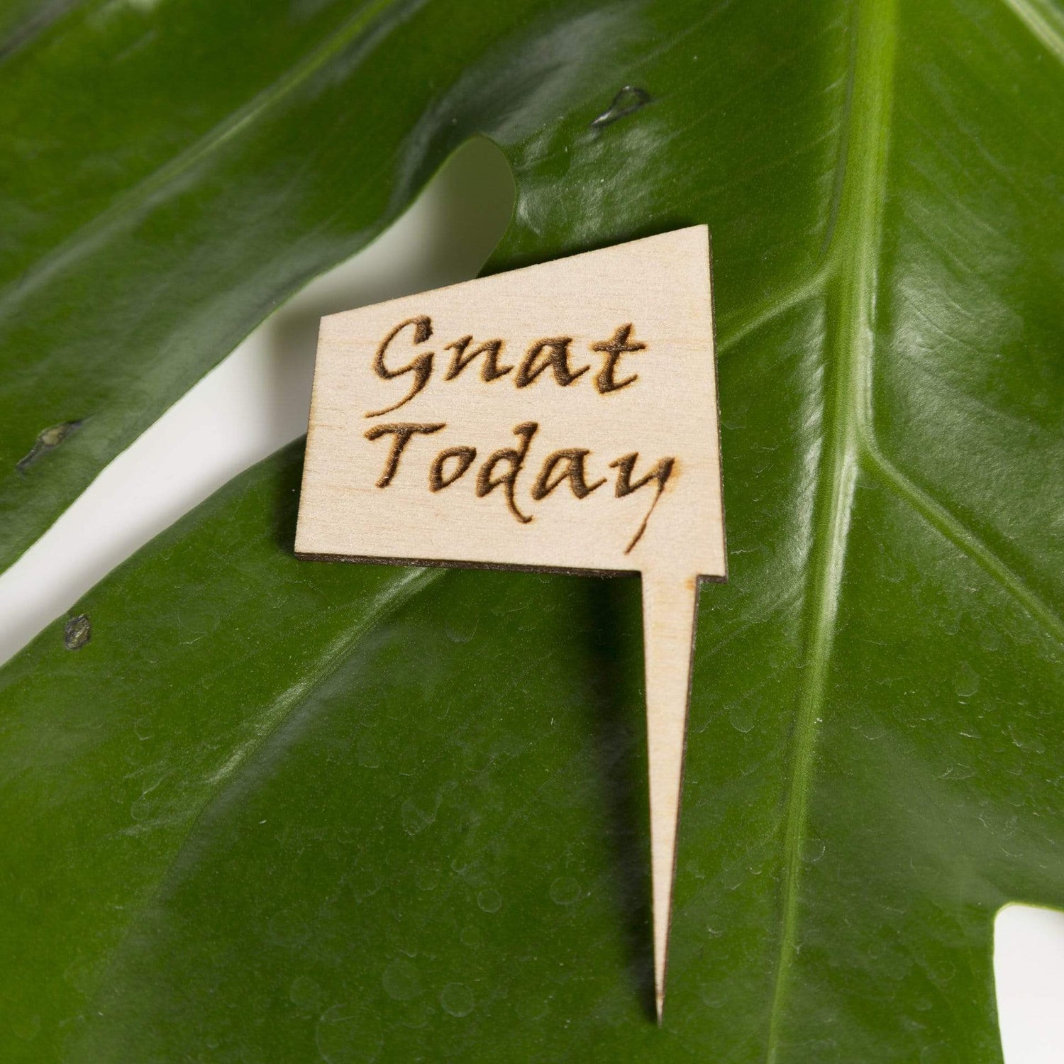 Urban Sprouts Production Prop Gnat today Mini Wood Sign