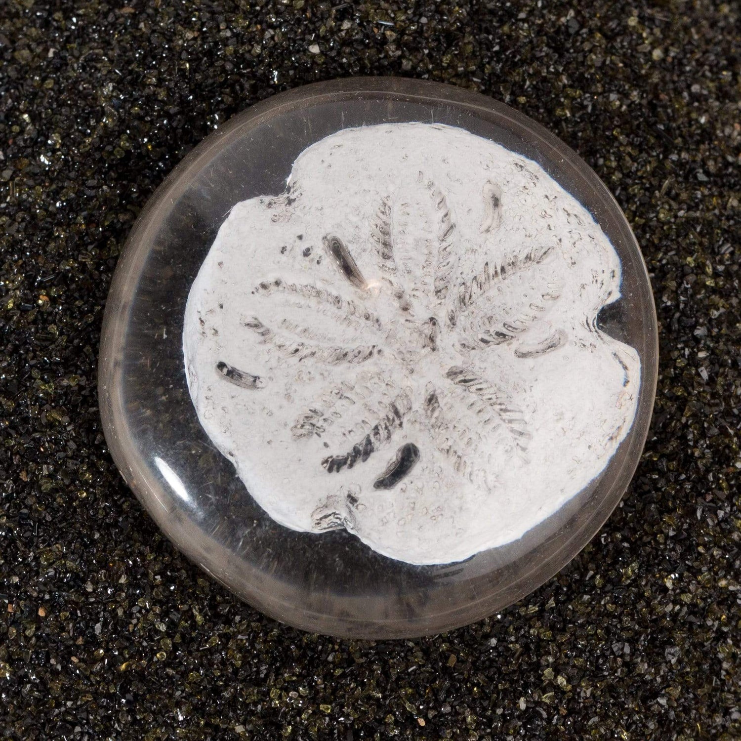 Sand dollar - Urban Sprouts