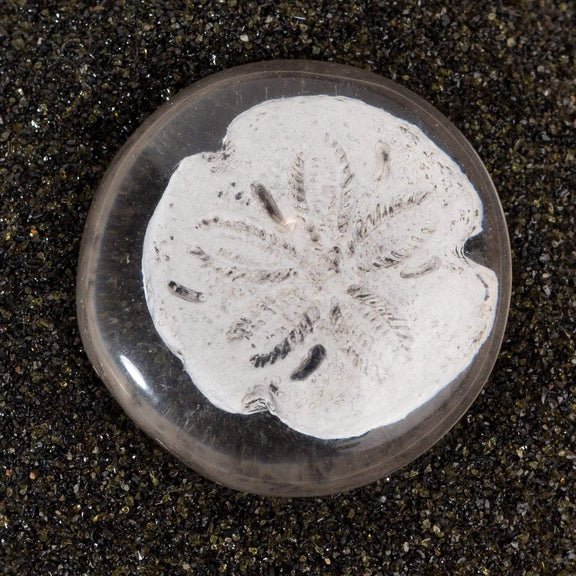 Sand dollar - Urban Sprouts