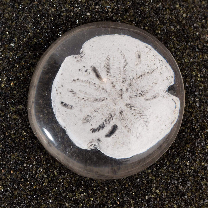 Sand dollar - Urban Sprouts