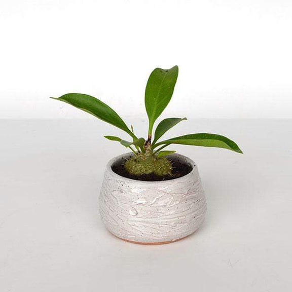 Urban Sprouts Rare Plant 4" in nursery pot Ant Plant