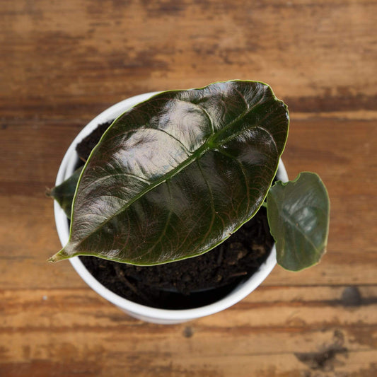 Elephant Ear 'Azlanii' - Urban Sprouts