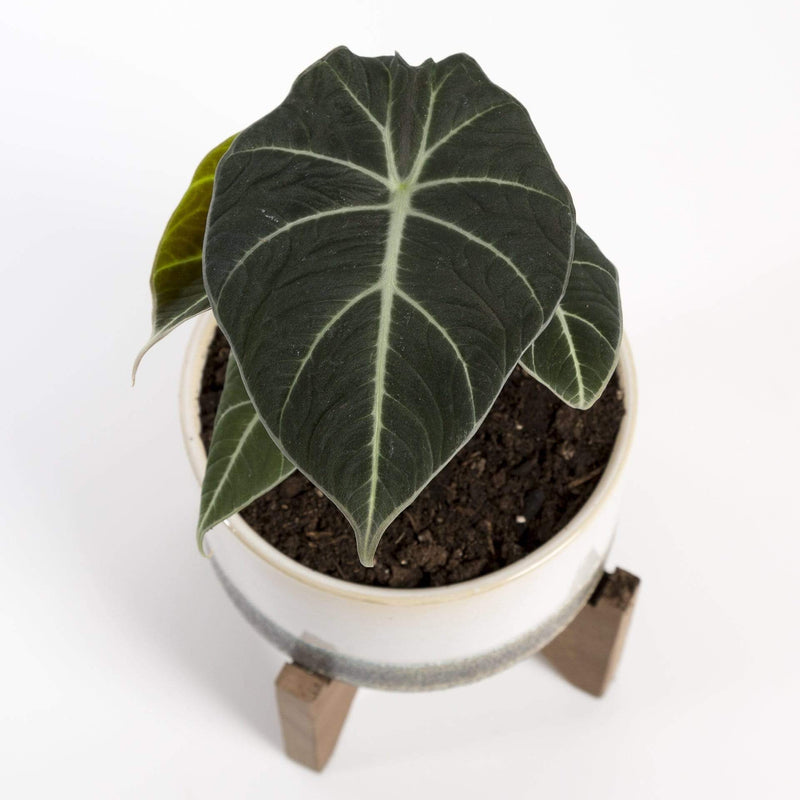 Urban Sprouts Rare Plant 4" in nursery pot Elephant Ear 'Black Velvet'