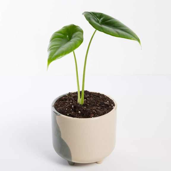 Urban Sprouts Rare Plant 4" in nursery pot Elephant Ear 'Reversa'