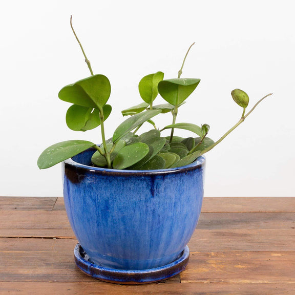 Urban Sprouts Rare Plant 4" in nursery pot Hoya 'Obovata' 4"