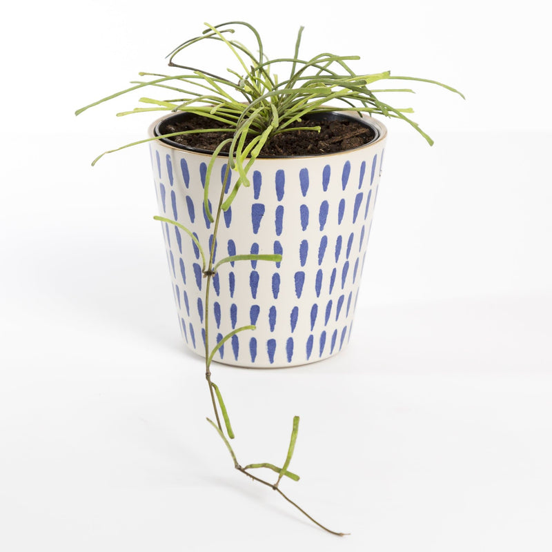 Urban Sprouts Rare Plant 4" in nursery pot Hoya 'Retusa'