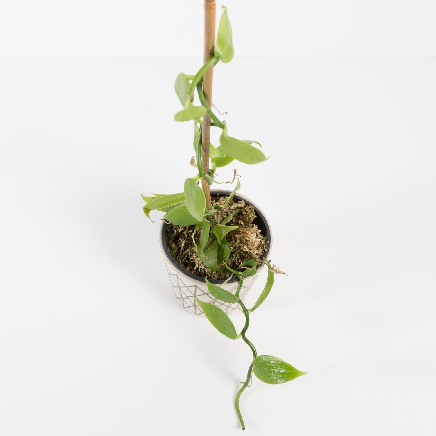 Urban Sprouts Rare Plant 4" in nursery pot Orchid 'Vanilla' 4"