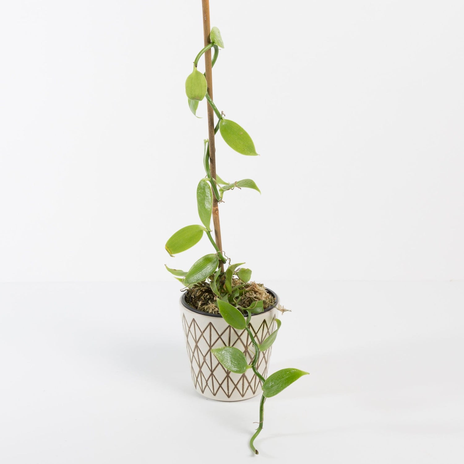 Urban Sprouts Rare Plant 4" in nursery pot Orchid 'Vanilla' 4"