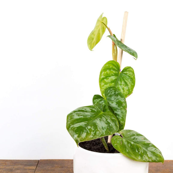 Philodendron 'Brandtianum' 4" - Urban Sprouts