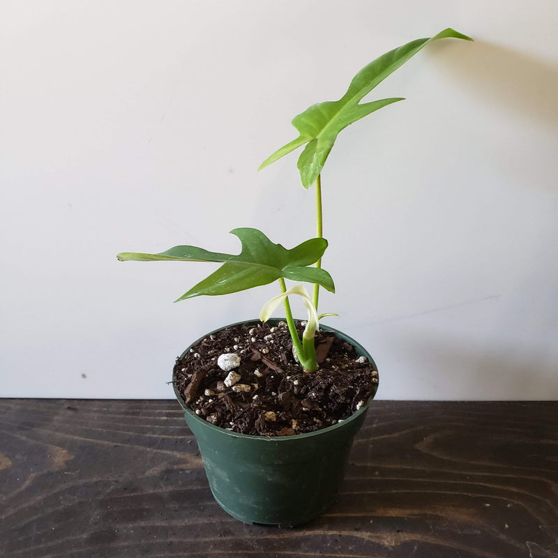 Urban Sprouts Rare Plant 4" in nursery pot Philodendron 'Florida Green'