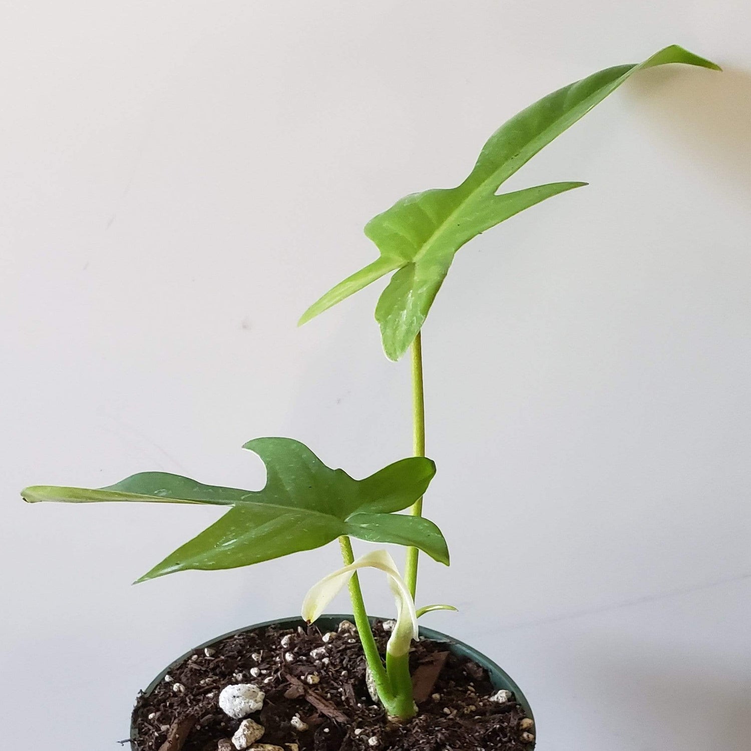 Urban Sprouts Rare Plant 4" in nursery pot Philodendron 'Florida Green'
