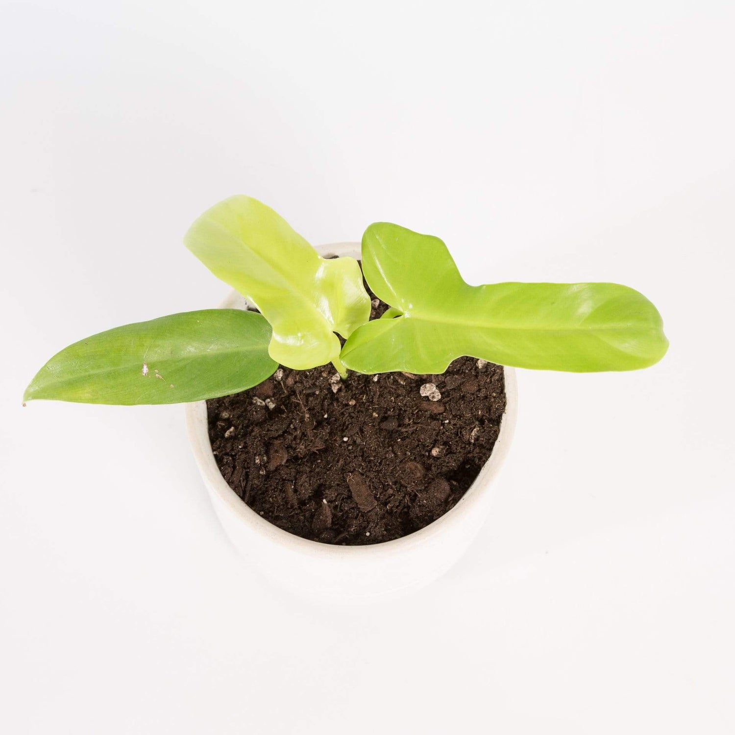 Urban Sprouts Rare Plant 4" in nursery pot Philodendron 'Gold Violin'