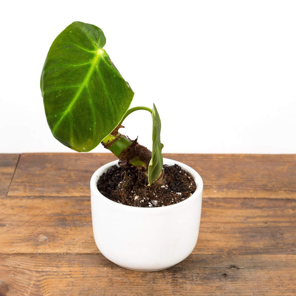 Philodendron 'Luxurians' 4" - Urban Sprouts
