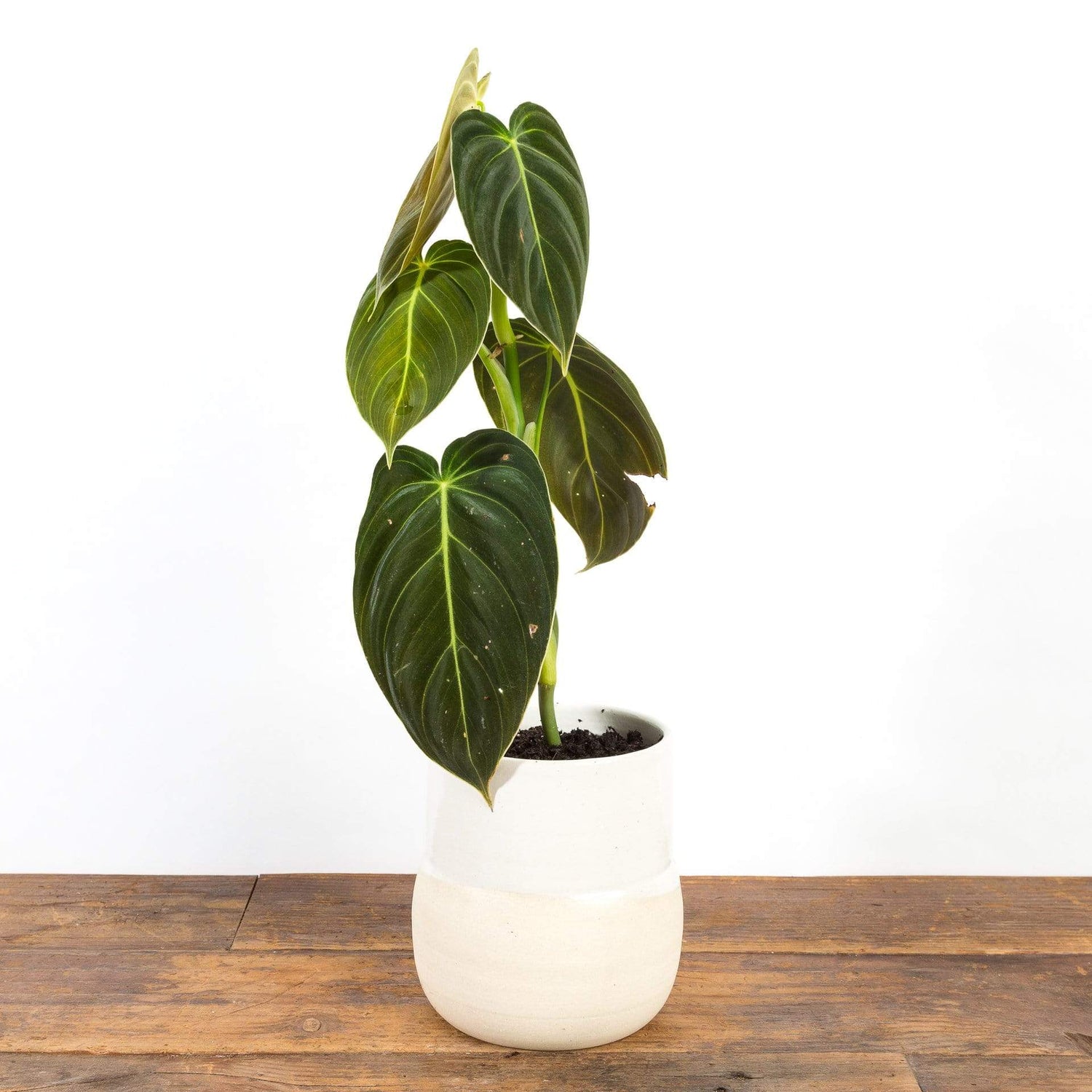 Philodendron 'Melanochrysum' 4" - Urban Sprouts