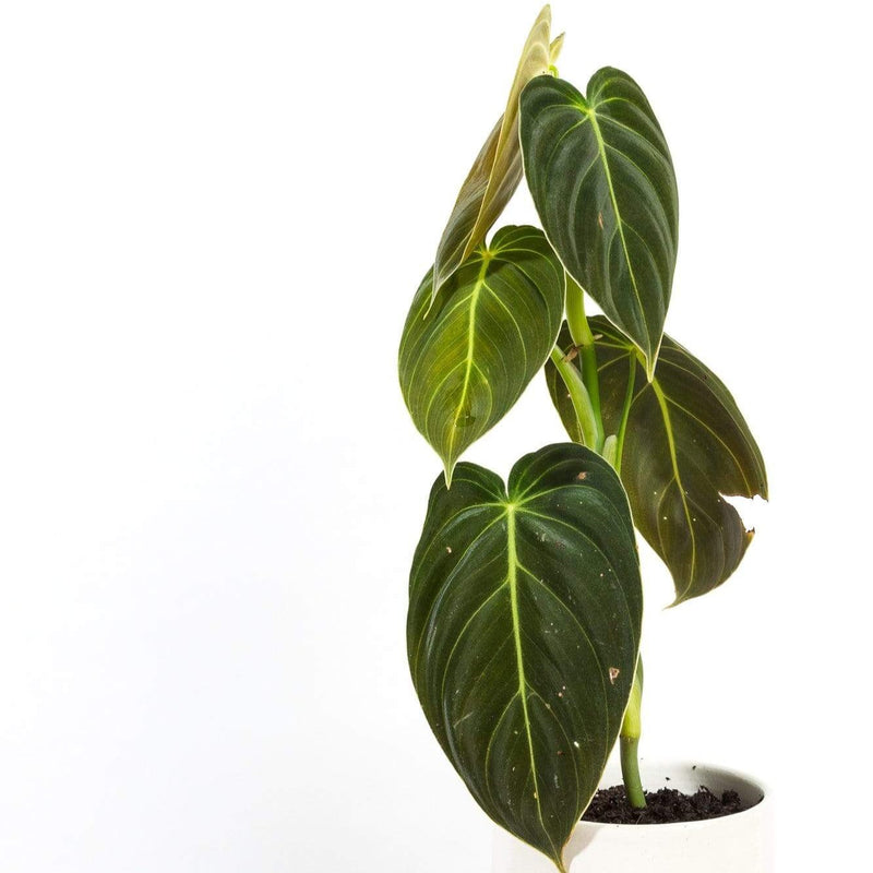 Philodendron 'Melanochrysum' 4" - Urban Sprouts