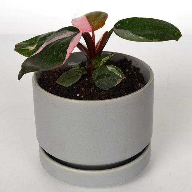 Urban Sprouts Rare Plant 4" in nursery pot Philodendron 'Pink Princess'