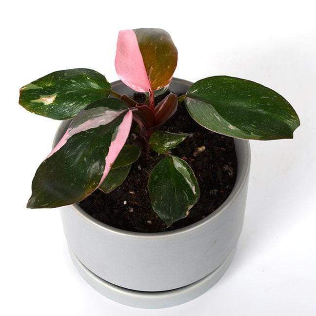 Urban Sprouts Rare Plant 4" in nursery pot Philodendron 'Pink Princess'