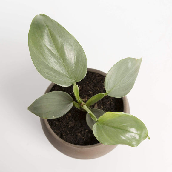Philodendron 'Silver Sword' 4" - Urban Sprouts