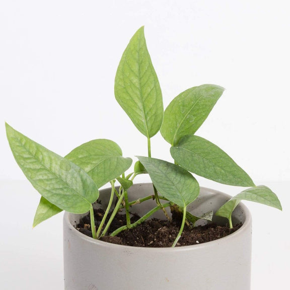 Urban Sprouts Rare Plant 4" in nursery pot Pothos 'Cebu Blue'