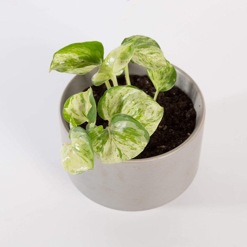 Urban Sprouts Rare Plant 4" in nursery pot Pothos 'Manjula'