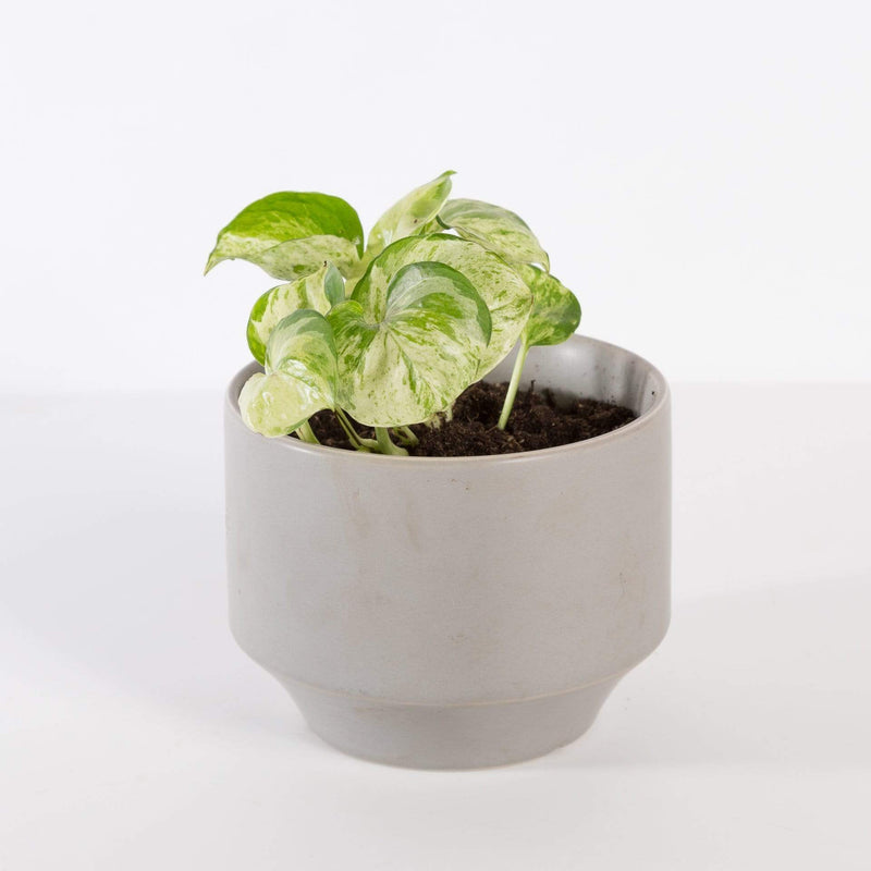 Urban Sprouts Rare Plant 4" in nursery pot Pothos 'Manjula'