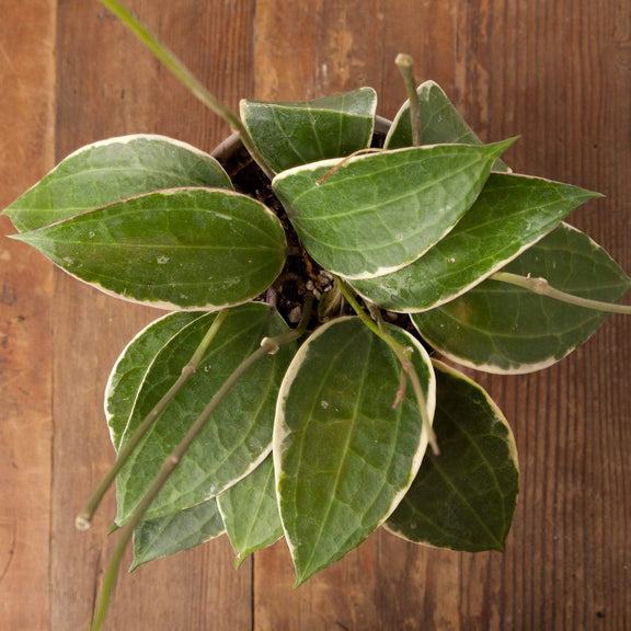 Hoya 'Macrophylla - Variegated'  6" - Urban Sprouts