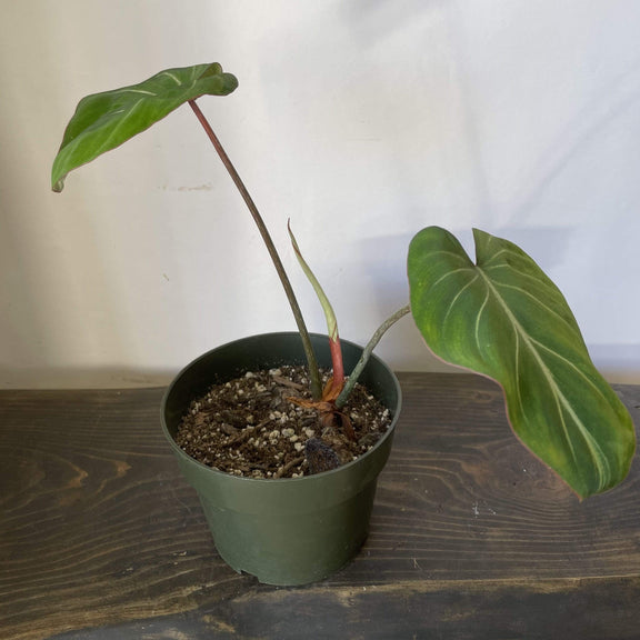 Urban Sprouts Rare Plant 6" in nursery pot Philodendron 'Gloriosum'